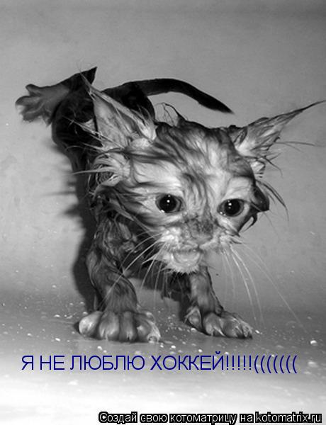 Я НЕ ЛЮБЛЮ ХОККЕЙ!!!!!(((((((... Котоматрица: Я НЕ ЛЮБЛЮ ХОККЕЙ!!!!!(((((((