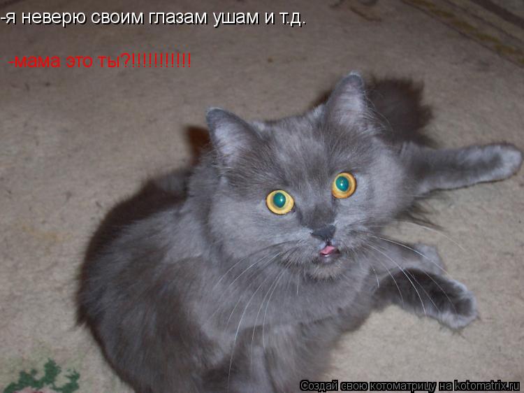 -я неверю своим глазам ушам и т.д. -мама это ты?!!!!!!!!!!!... Котоматрица: -я неверю своим глазам ушам и т.д. -мама это ты?!!!!!!!!!!!