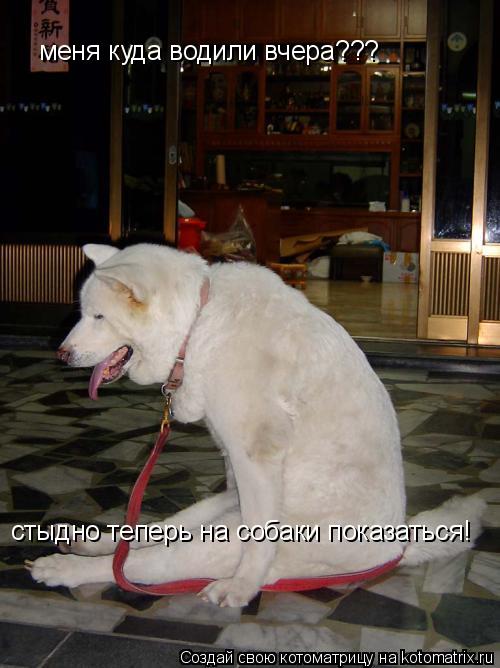меня куда водили вчера??? стыдно теперь на собаки показаться!... Котоматрица: меня куда водили вчера??? стыдно теперь на собаки показаться!