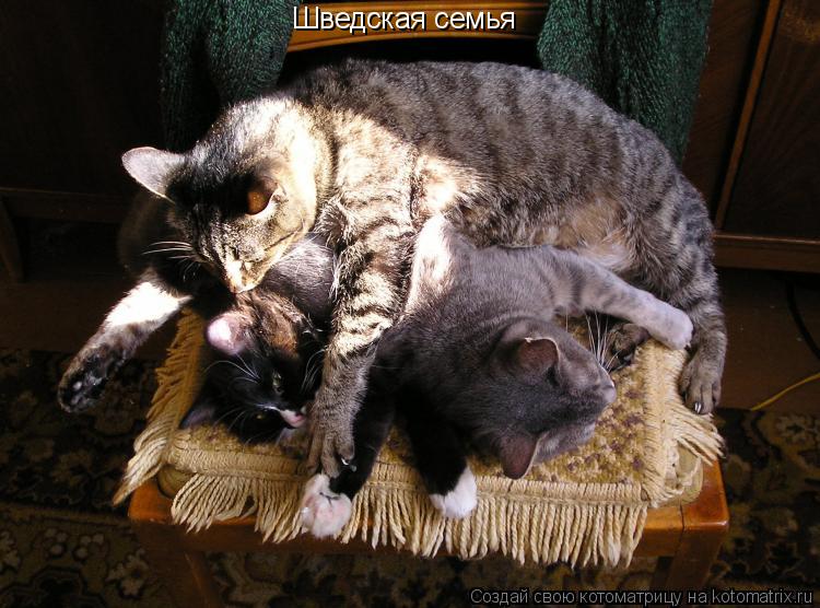 Шведская семья... Котоматрица: Шведская семья