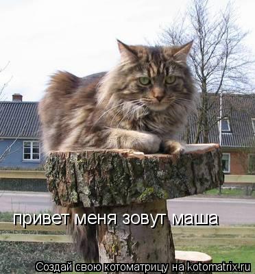 привет меня зовут маша... Котоматрица: привет меня зовут маша