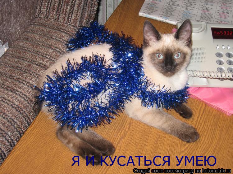 Я И КУСАТЬСЯ УМЕЮ... Котоматрица: Я И КУСАТЬСЯ УМЕЮ