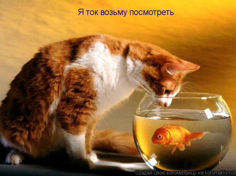 Я ток возьму посмотреть... Котоматрица: Я ток возьму посмотреть