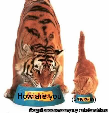 How are you (хав а ю)... Котоматрица: How are you (хав а ю)