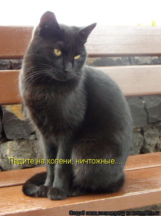 Падите на колени, ничтожные....... Котоматрица: Падите на колени, ничтожные....