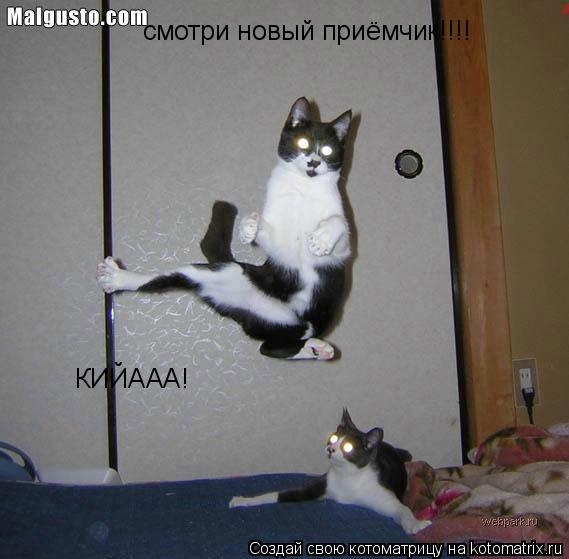 смотри новый приёмчик!!!! КИЙААА!... Котоматрица: смотри новый приёмчик!!!! КИЙААА!