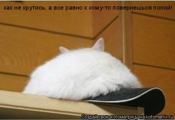 как не крутись, а все равно к кому-то повернешься попой!... Котоматрица: как не крутись, а все равно к кому-то повернешься попой!