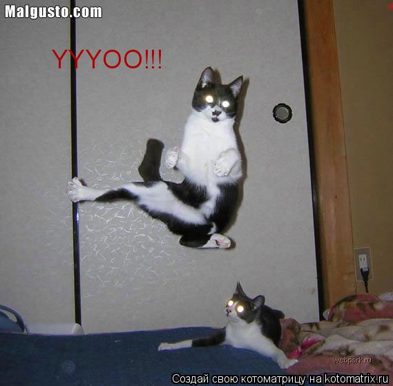 YYYOO!!!... Котоматрица: YYYOO!!!