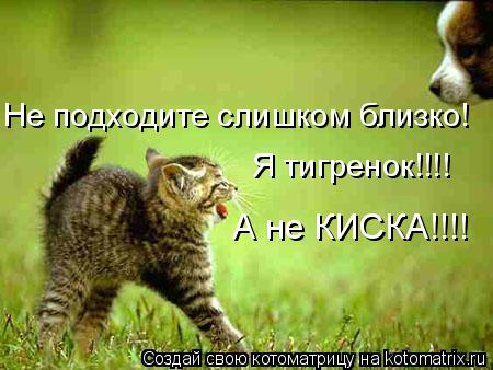 Не подходите слишком близко! Я тигренок!!!! А не КИСКА!!!!... Котоматрица: Не подходите слишком близко! Я тигренок!!!! А не КИСКА!!!!