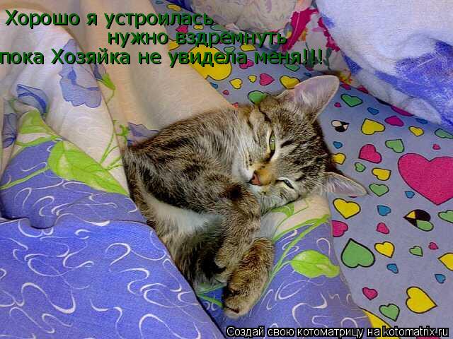 Хорошо я устроилась нужно вздремнуть пока Хозяйка не увидела меня!!!... Котоматрица: Хорошо я устроилась нужно вздремнуть пока Хозяйка не увидела меня!!!