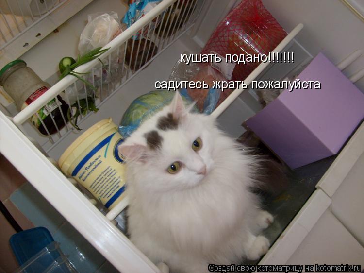 кушать подано!!!!!!! садитесь жрать пожалуйста садитесь жрать пожалуйста... Котоматрица: кушать подано!!!!!!! садитесь жрать пожалуйста садитесь жрать пожалуйста