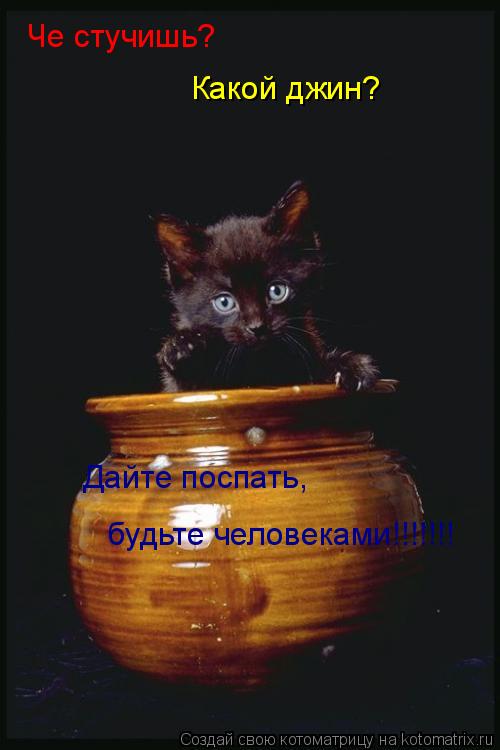 Че стучишь? Какой джин? Дайте поспать, будьте человеками!!!!!!!... Котоматрица: Че стучишь? Какой джин? Дайте поспать, будьте человеками!!!!!!!