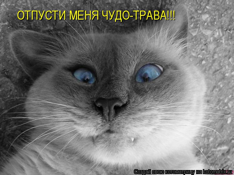 ОТПУСТИ МЕНЯ ЧУДО-ТРАВА!!!... Котоматрица: ОТПУСТИ МЕНЯ ЧУДО-ТРАВА!!!