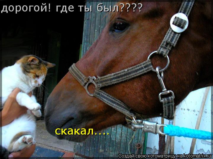 дорогой! где ты был???? скакал....... Котоматрица: дорогой! где ты был???? скакал....