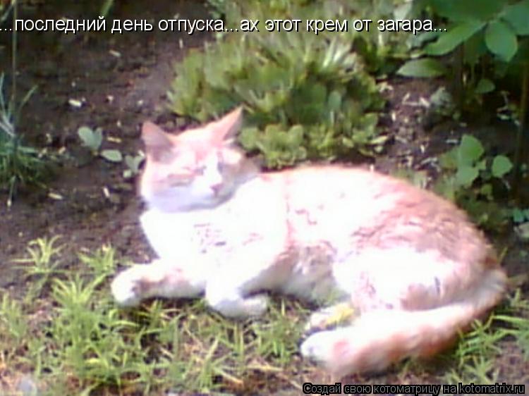 ...последний день отпуска...ах этот крем от загара...... Котоматрица: ...последний день отпуска...ах этот крем от загара...
