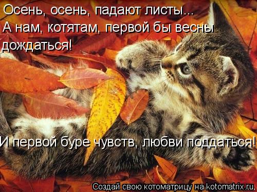 Осень, осень, падают листы... А нам, котятам, первой бы весны дождаться! И первой буре чувств, любви ... Котоматрица: Осень, осень, падают листы... А нам, котятам, первой бы весны дождаться! И первой буре чувств, любви поддаться!