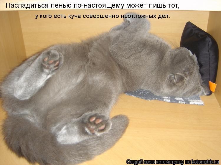 Насладиться ленью по-настоящему может лишь тот, у кого есть куча совершенно неотложных дел.... Котоматрица: Насладиться ленью по-настоящему может лишь тот, у кого есть куча совершенно неотложных дел.