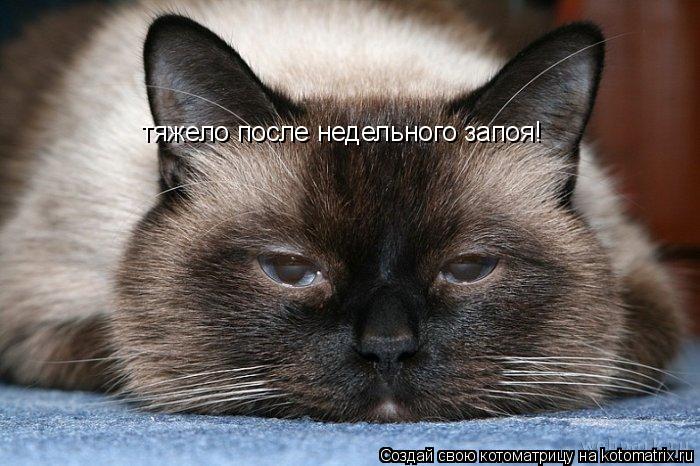 тяжело после недельного запоя!... Котоматрица: тяжело после недельного запоя!