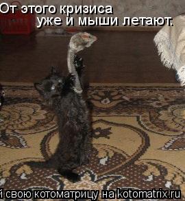От этого кризиса уже и мыши летают.... Котоматрица: От этого кризиса уже и мыши летают.