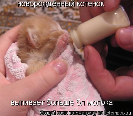 новорождённый котенок выпивает больше 5л молока... Котоматрица: новорождённый котенок выпивает больше 5л молока