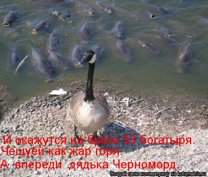 И окажутся на бреге 33 богатыря. Чешуёй как жар горя. А впереди дядька Черноморд.... Котоматрица: И окажутся на бреге 33 богатыря. Чешуёй как жар горя. А впереди дядька Черноморд.