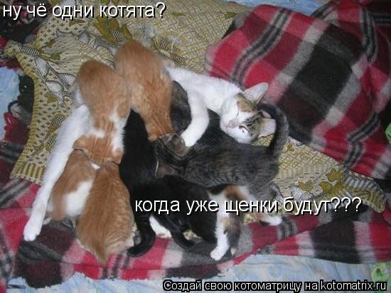 ну чё одни котята? ну чё одни котята? когда уже щенки будут???... Котоматрица: ну чё одни котята? ну чё одни котята? когда уже щенки будут???
