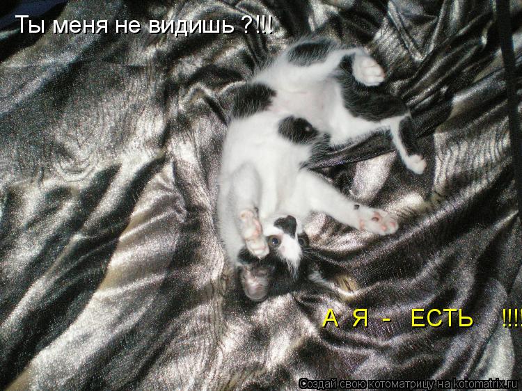 Ты меня не видишь ?!!! А Я - ЕСТЬ !!!!... Котоматрица: Ты меня не видишь ?!!! А Я - ЕСТЬ !!!!