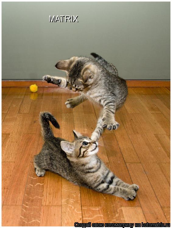 MATRIX... Котоматрица: MATRIX