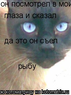 он посмотрел в мои глаза и сказал да это он съел рыбу... Котоматрица: он посмотрел в мои глаза и сказал да это он съел рыбу