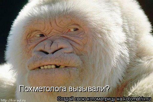 Похметолога вызывали?... Котоматрица: Похметолога вызывали?