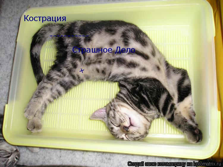 Кострация ----------- Страшное Дело +... Котоматрица: Кострация ----------- Страшное Дело +