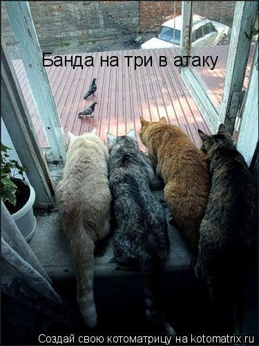 Банда на три в атаку... Котоматрица: Банда на три в атаку