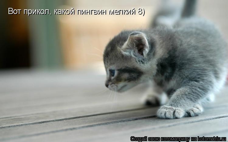 Вот прикол, какой пингвин мелкий 8)... Котоматрица: Вот прикол, какой пингвин мелкий 8)