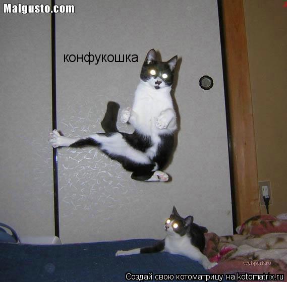 конфукошка... Котоматрица: конфукошка