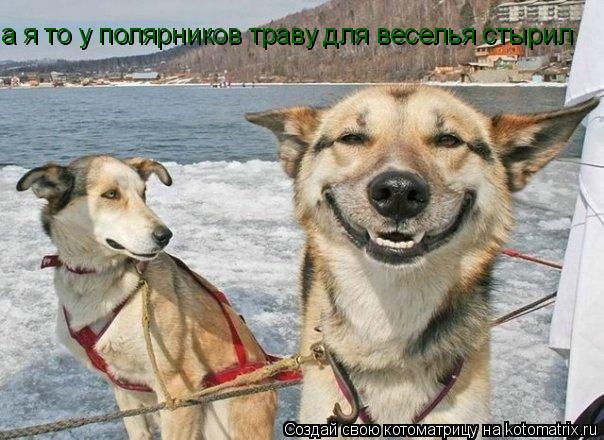 а я то у полярников траву для веселья стырил... Котоматрица: а я то у полярников траву для веселья стырил