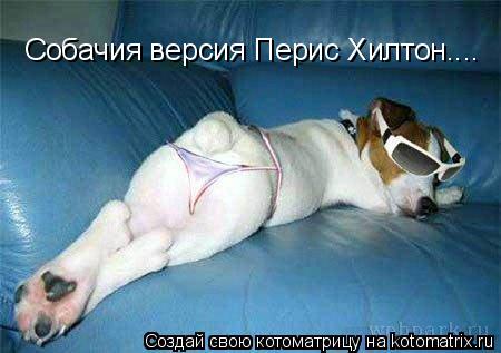 Собачия версия Перис Хилтон....... Котоматрица: Собачия версия Перис Хилтон....