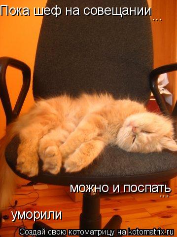 Пока шеф на совещании можно и поспать ... ... уморили... Котоматрица: Пока шеф на совещании можно и поспать ... ... уморили
