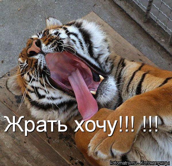 Жрать хочу!!! !!!... Котоматрица: Жрать хочу!!! !!!