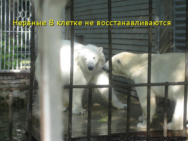 Нервные В клетке не восстанавливаются... Котоматрица: Нервные В клетке не восстанавливаются