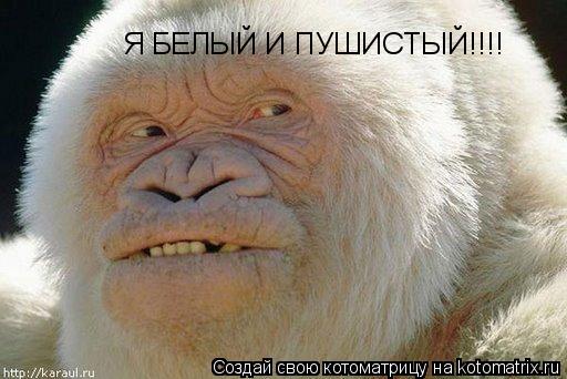Я БЕЛЫЙ И ПУШИСТЫЙ!!!!... Котоматрица: Я БЕЛЫЙ И ПУШИСТЫЙ!!!!