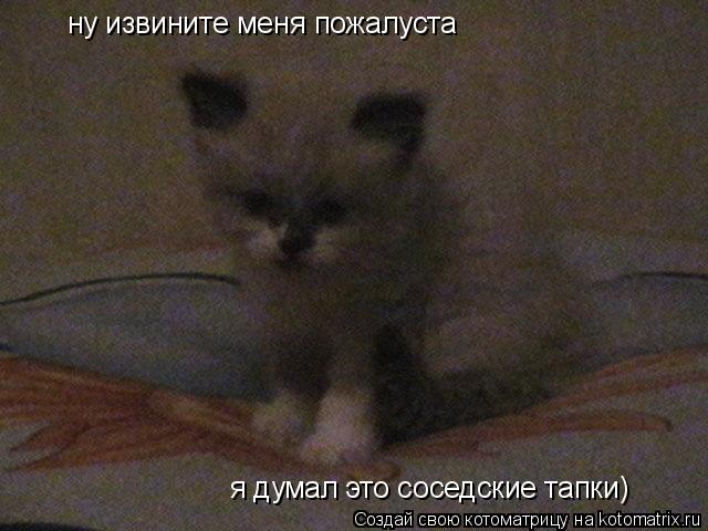 ну извините меня пожалуста я думал это соседские тапки)... Котоматрица: ну извините меня пожалуста я думал это соседские тапки)