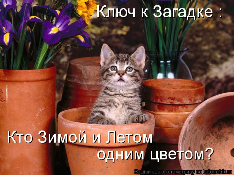 Ключ к Загадке : Кто Зимой и Летом одним цветом?... Котоматрица: Ключ к Загадке : Кто Зимой и Летом одним цветом?
