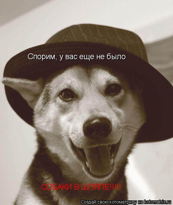 Cпорим, у вас еще не было Cпорим, у вас еще не было СОБАКИ В ШЛЯПЕ!!!!!... Котоматрица: Cпорим, у вас еще не было Cпорим, у вас еще не было СОБАКИ В ШЛЯПЕ!!!!!