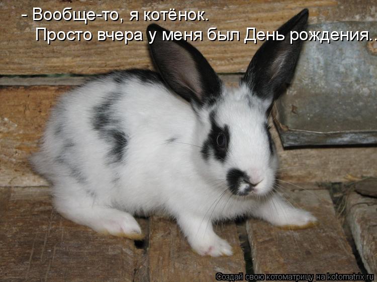 - Вообще-то, я котёнок. Просто вчера у меня был День рождения...... Котоматрица: - Вообще-то, я котёнок. Просто вчера у меня был День рождения...