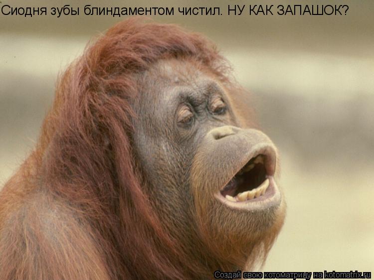 Сиодня зубы блиндаментом чистил. НУ КАК ЗАПАШОК?... Котоматрица: Сиодня зубы блиндаментом чистил. НУ КАК ЗАПАШОК?