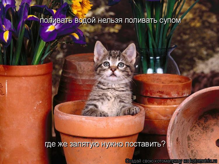 поливать водой нельзя поливать супом где же запятую нужно поставить?... Котоматрица: поливать водой нельзя поливать супом где же запятую нужно поставить?