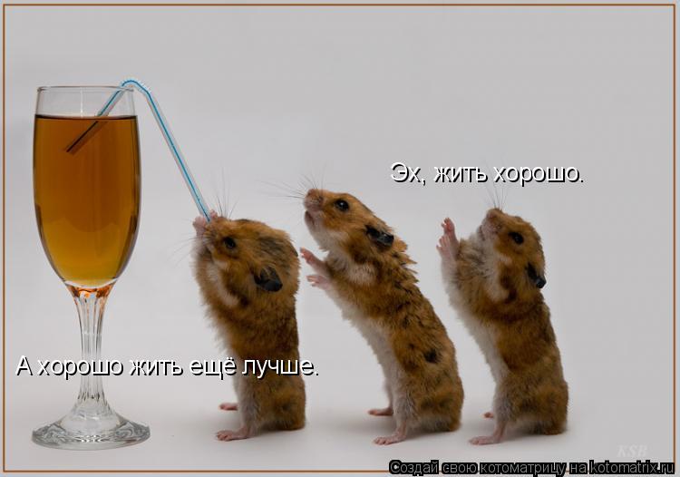 А хорошо жить ещё лучше. Эх, жить хорошо.... Котоматрица: А хорошо жить ещё лучше. Эх, жить хорошо.