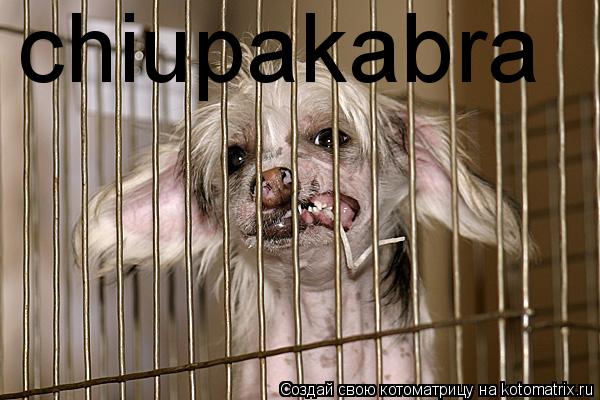 chiupakabra... Котоматрица: chiupakabra