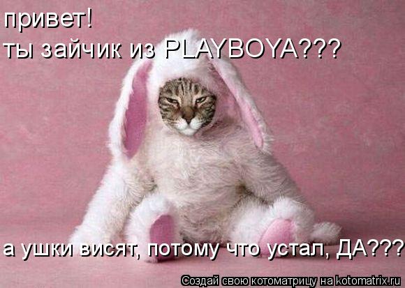 привет! ты зайчик из PLAYBOYA??? а ушки висят, потому что устал, ДА???... Котоматрица: привет! ты зайчик из PLAYBOYA??? а ушки висят, потому что устал, ДА???