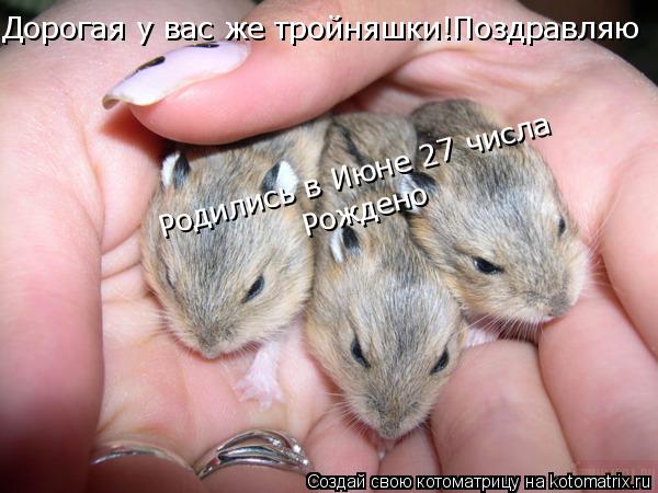 Дорогая у вас же тройняшки!Поздравляю Родились в Июне 27 числа Рождено... Котоматрица: Дорогая у вас же тройняшки!Поздравляю Родились в Июне 27 числа Рождено